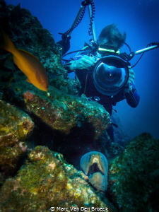 
frank 's moray by Marc Van Den Broeck 